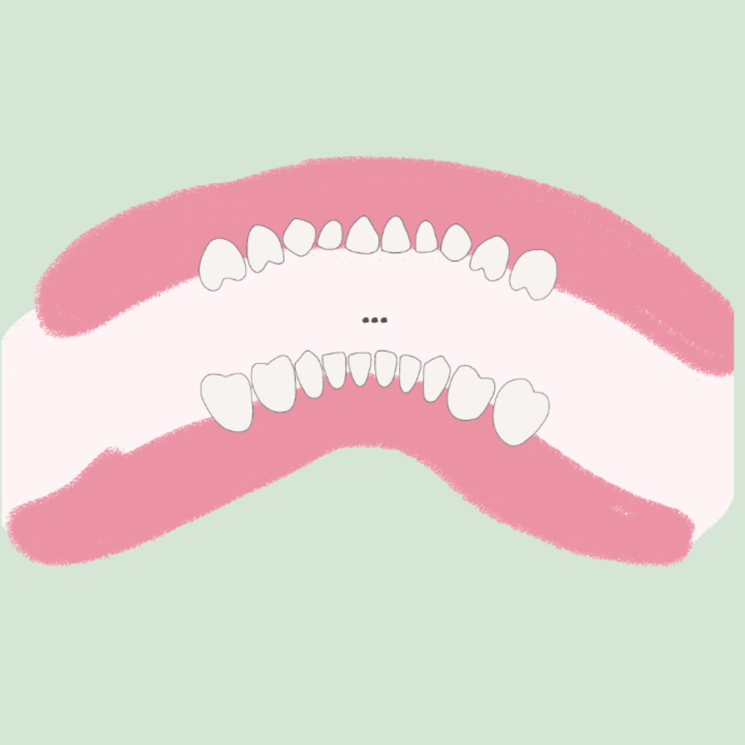 Cronología de erupción dental